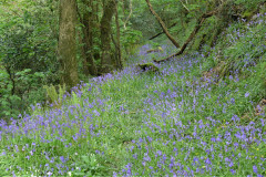 north_devon_bluebells